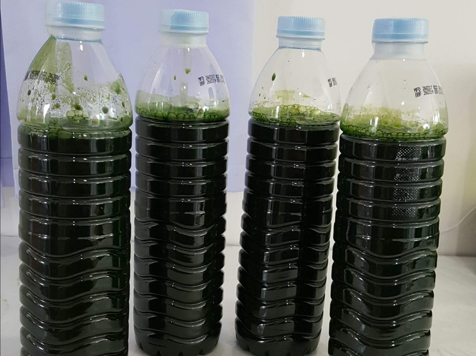 綠藻濃縮液
